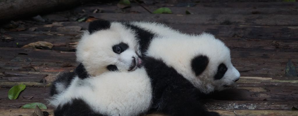 A panda